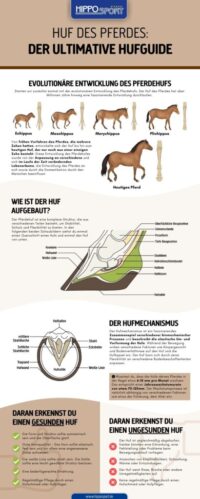 Infokarte zum Thema: Huf des Pferdes von HippoSport GmbH