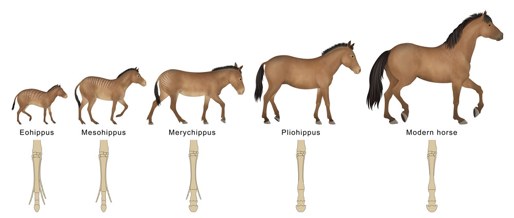 Evolution-Entwicklung-Pferd