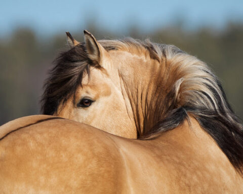 Kissing Spines Pferd