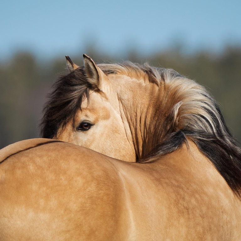 Kissing Spines Pferd