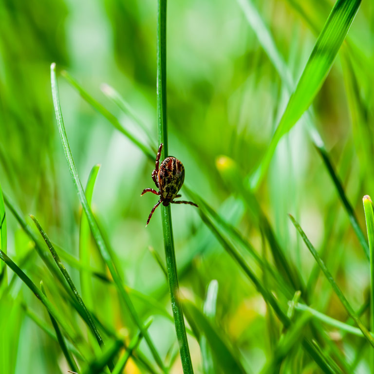 Milben im Gras