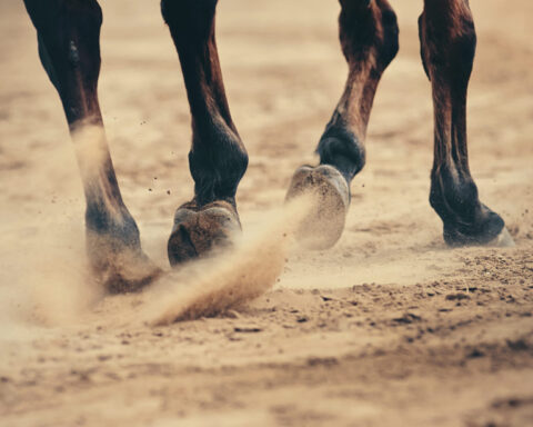 Pferd läuft über Sand
