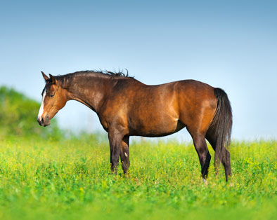 Pferd auf einer Wiese